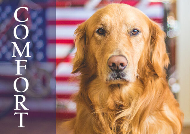Comfort Dogs