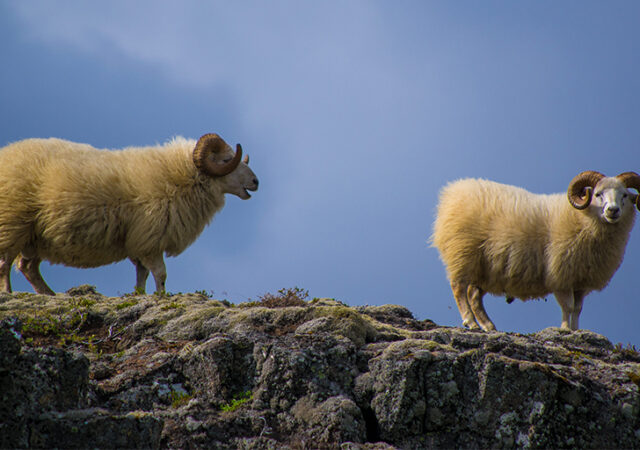 consecration of priests
