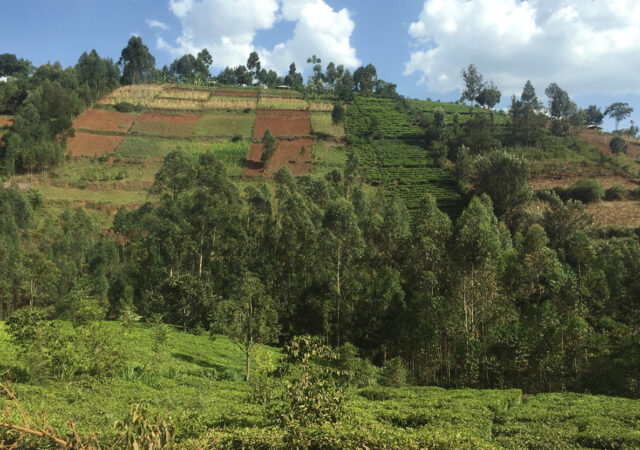 Agricultural Consultancy 3