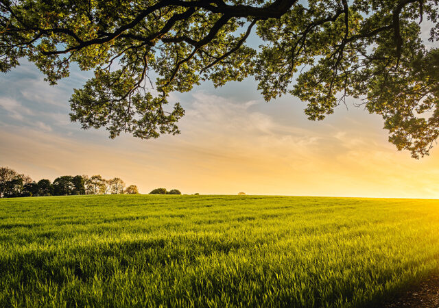 Trinity Orchard Farm