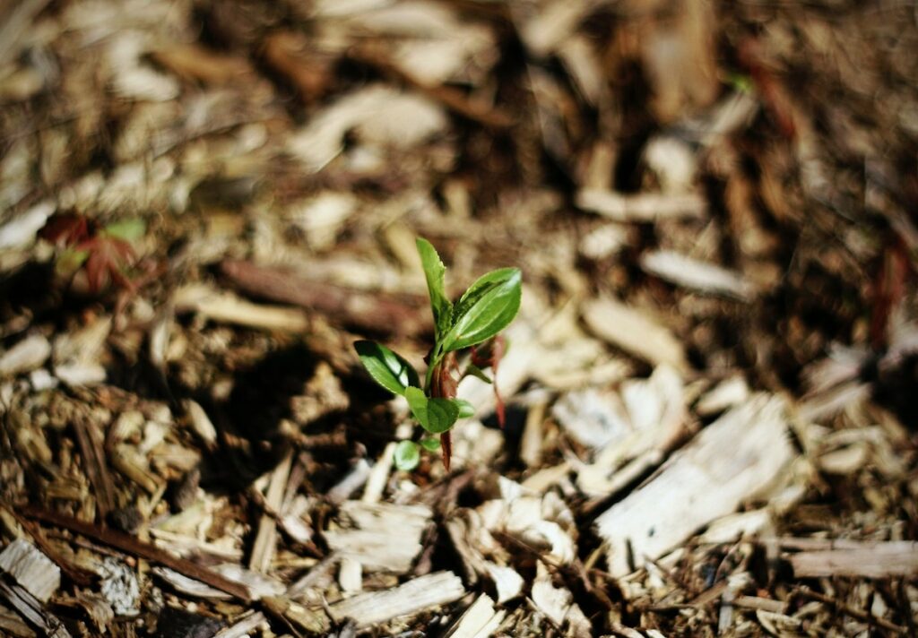 Nurtured by the Word of God and nourished by His body and blood, we find that the weeds of sin run a little less rampant in our lives.