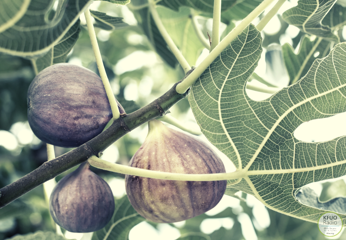 Sharper Iron — The Gospel in Action When Fig Trees Stop Producing Figs