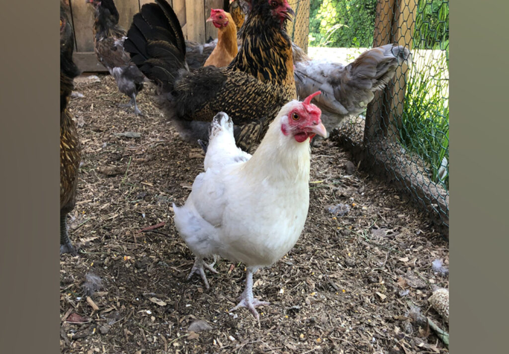 “OK. Which one of you big kids wants to swap chickens with your little sister?”