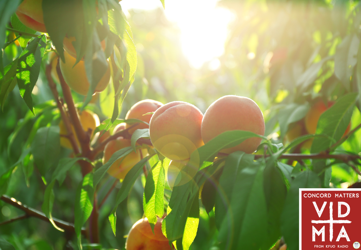 Confession and Satisfaction Part 2